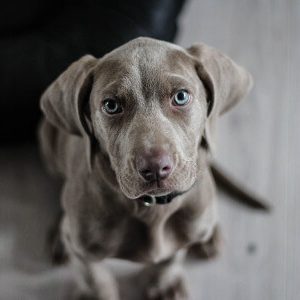 choix_chiot300Compressed choix_chiot300Compressed